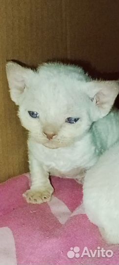 Котята девон-рекс