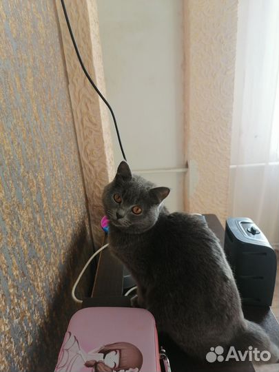 Кошка британка прямоухая