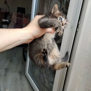 Сомалийский котёнок