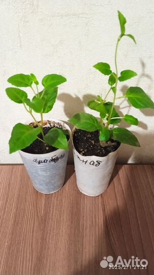 Черенки фуксии