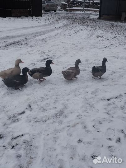 Утки живые