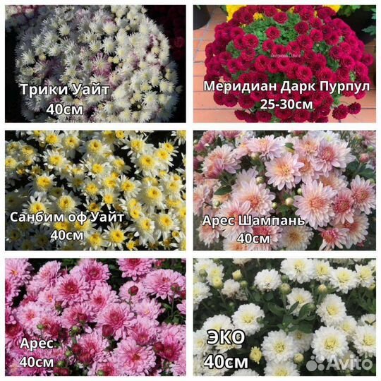 Хризантемы мультифлора