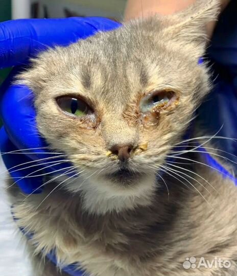 Шелдон и Шелли хотят домой