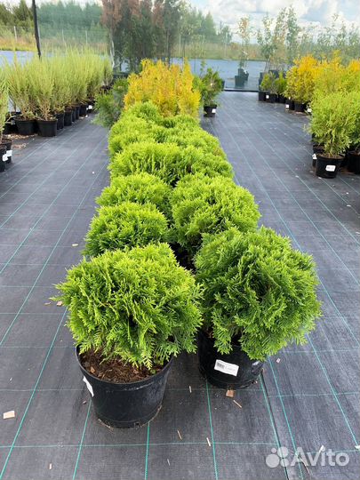 Туя смарагд