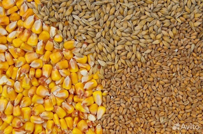 Ячмень Пшеница Горох Лен