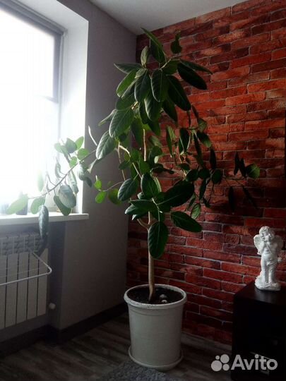 Дерево фикус Одри. Живое