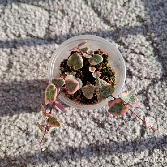 Церопегия вариегатная