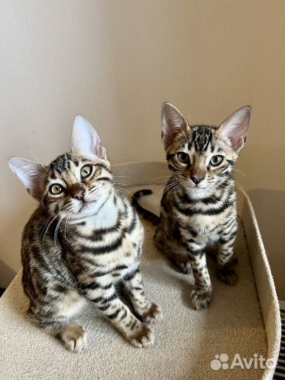 Бенгальские котята
