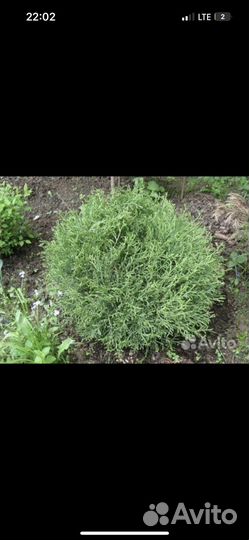 Туя боулинг болл саженцы