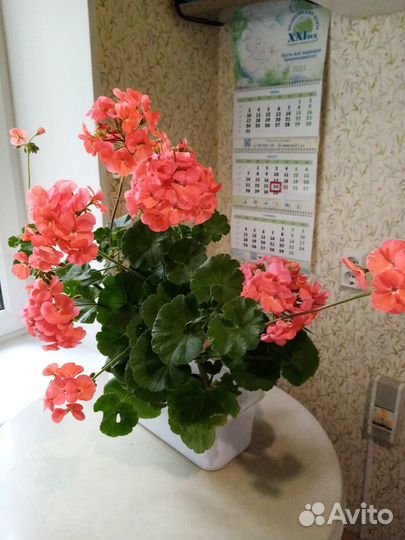Пеларгония (герань) сортовая