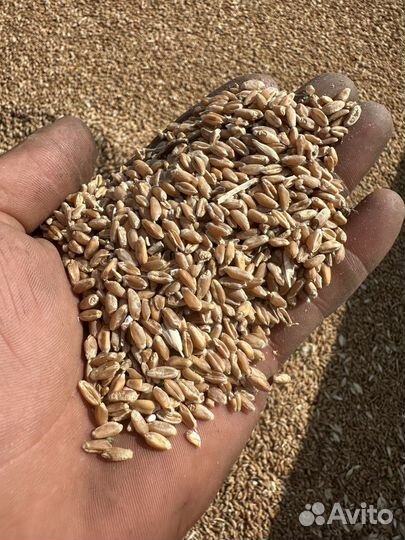 Продам озимую пшеницу,2024год г.Красный