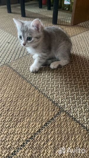 Отдам котенка