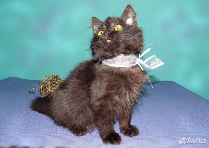 Пафнутий - очень добрый пушистик