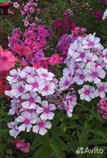 Флоксы сортовые