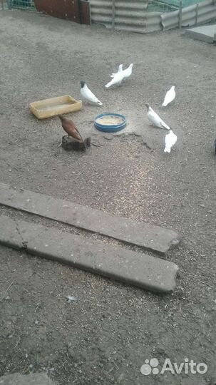 Голуби на свадьбу
