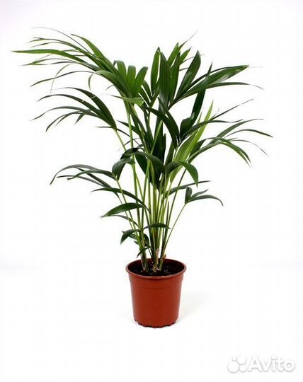 Пальма Ховея