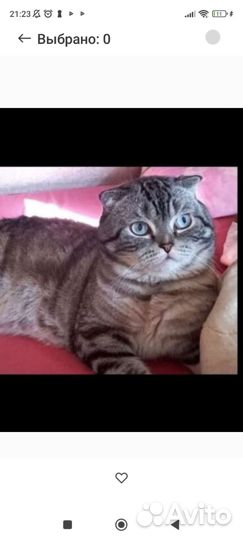 Шотландский вислоухий котенок