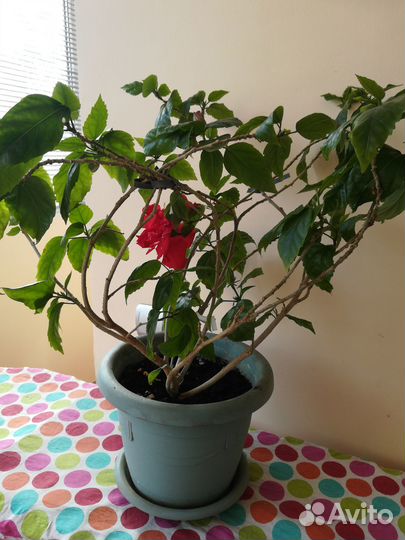 Гибискус китайская роза