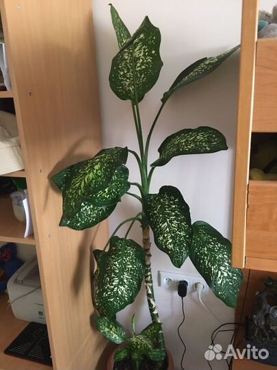 Диффенбахия