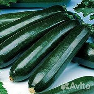 Семена цуккини Сальвадор
