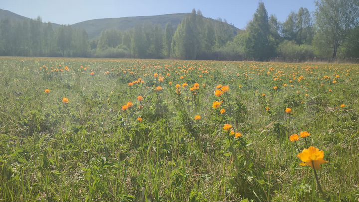 Участок 36 га (СНТ, ДНП)