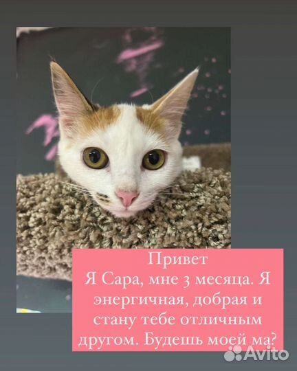 Котята