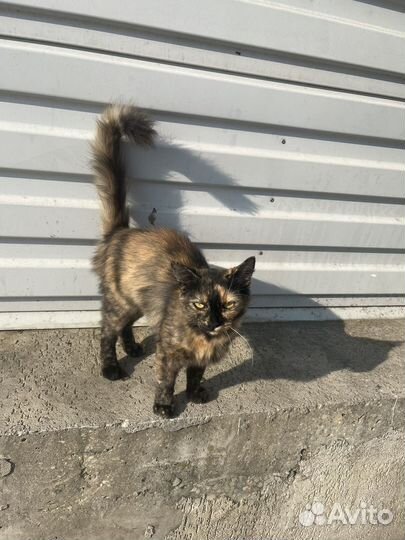 Кошки в добрые руки