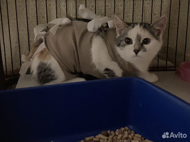 Кошечка Пятнашка