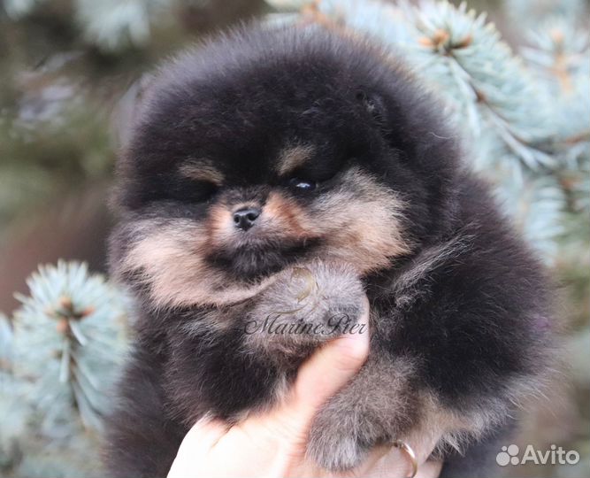 Померанский шпиц девочка