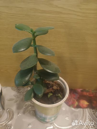 Комнатные цветы