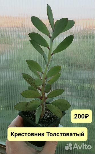 Суккуленты: литопсы, крассула, портулакария и др