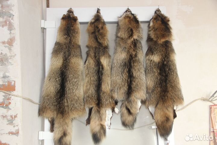 Шкура енота