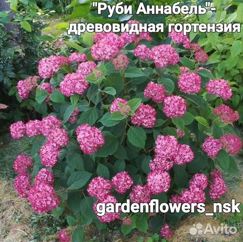 Гортензия древовидная Руби Аннабель купить в Новосибирске | Товары для ...