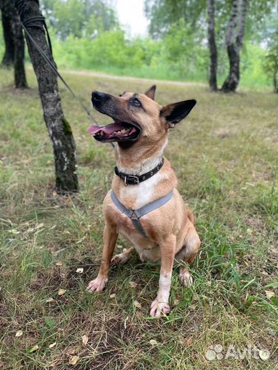 Собака в добрые руки отдам бесплатно