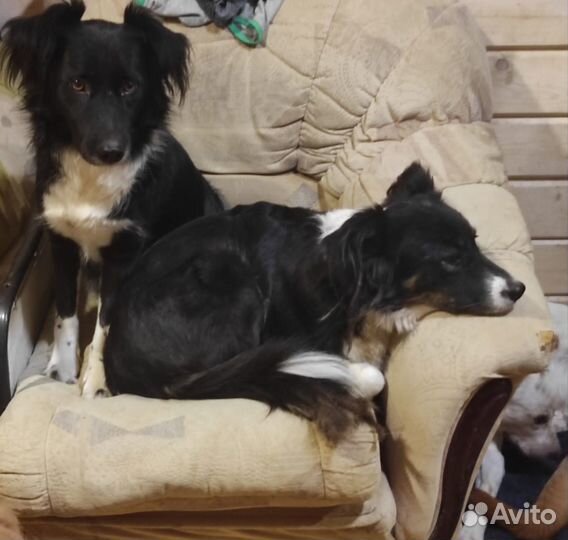 Собаки в дар в добрые руки