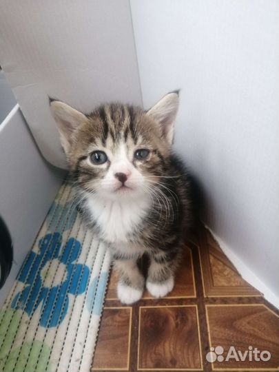 Отдам котенка в добрые руки