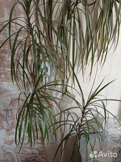 Драцена Кордилина