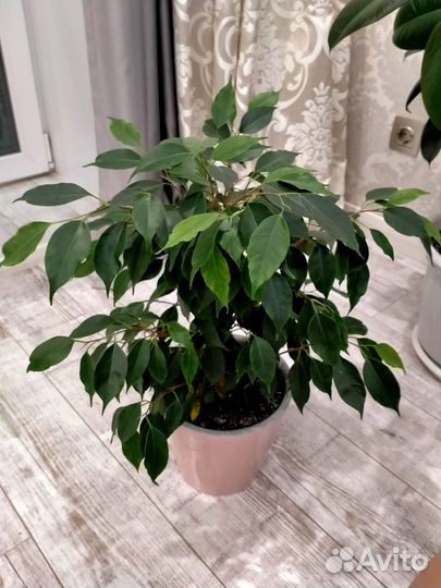Фикус бенджамина