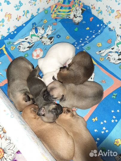 Той-терьер щенки