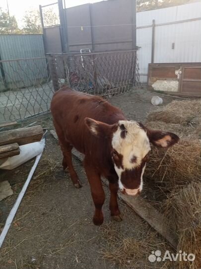 Теленок(телочка)