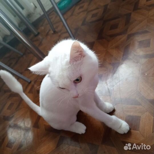 Отдам котика в добрые руки