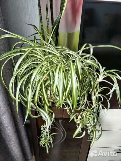 Хлорофитум Кудрявый (Бонни)