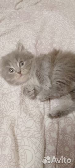 Котята отдам в добрые руки бесплатно