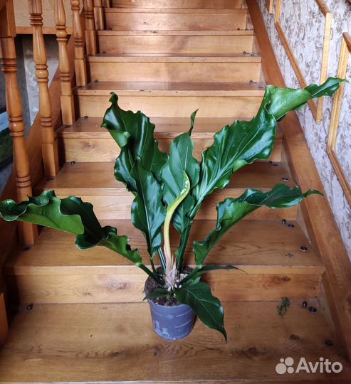 Антуриум Плаумани Шторм