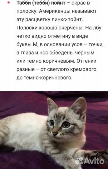 Запись на котят сил тебби поинт