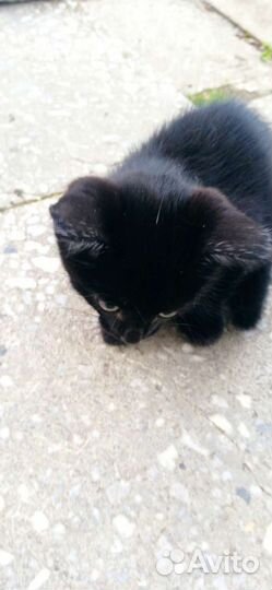 Котëнок в добрые руки