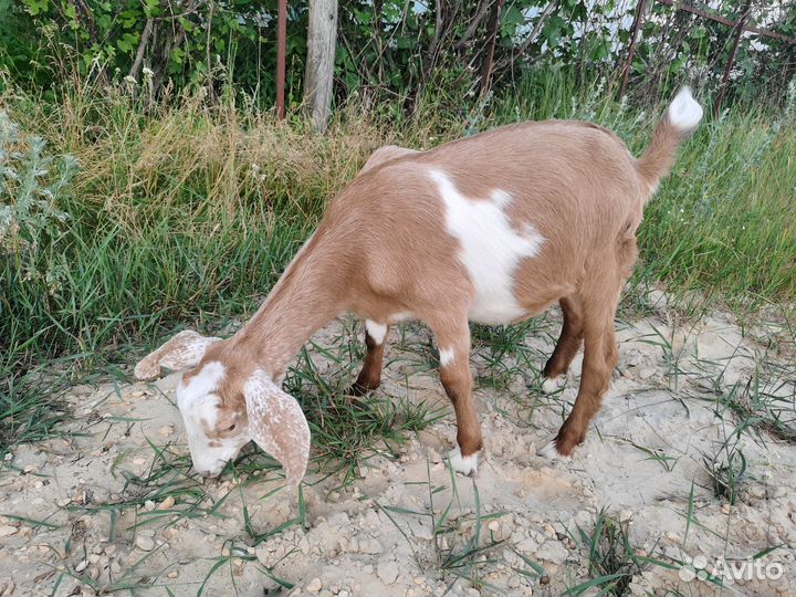 Козлята процентные