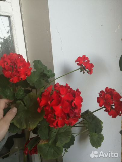 Пеларгония герань