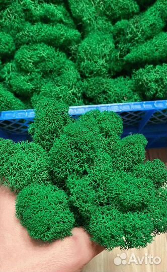 Стабилизированный мох