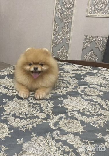 Шпиц девочка